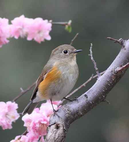 花枝上的靓女俊男（雌雄红胁蓝尾鸲）