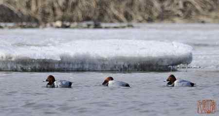 浑河初开丽鸭来红头潜鸭