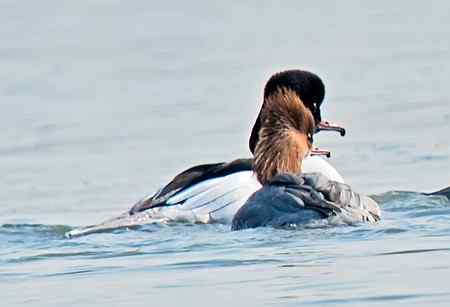 昆明湖中的秋沙鸭