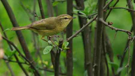 这是棕腹柳莺吗？
