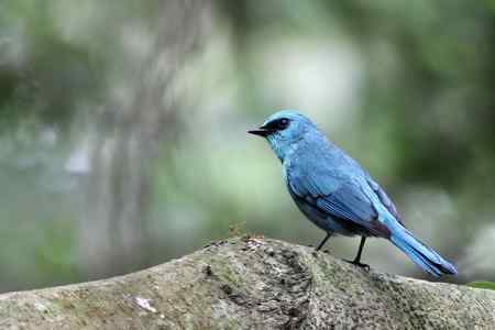 铜蓝鹟 光线不理想