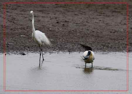 在盐城拍摄到黑脸琵鹭！！！