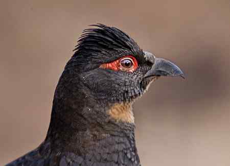 带着氧气拍四川雉鹑和血雉