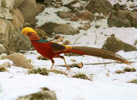 红腹锦鸡报晓贺新春