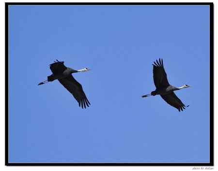 卧龙湖的“主人”