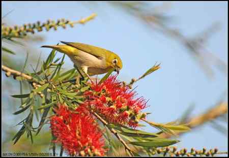 绿羽映红枝——绣眼俏立枝头