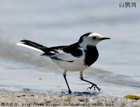 鸟类辨识：白鹡鸰大全