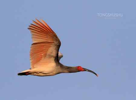 朱鹮翱翔于蓝天之上，穿梭于花海之间！