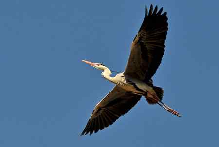 蓝天下的苍鹭雄姿