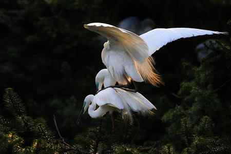 10首拍象山白鹭一组