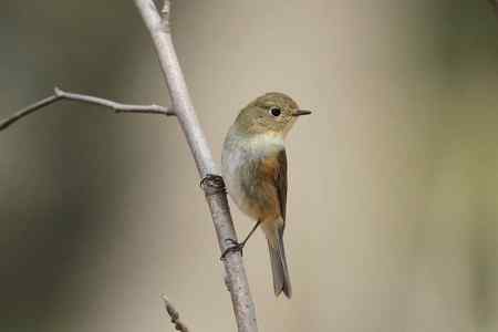 红尾巴鸟钻进灌木丛:灰头鹀回来了! 红尾巴鸟钻进灌木丛:灰头鹀回来了!