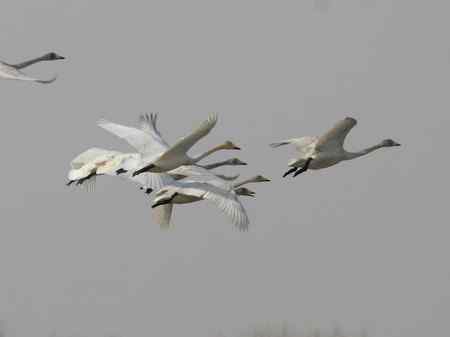 紧密团结的天鹅 科尔沁草原