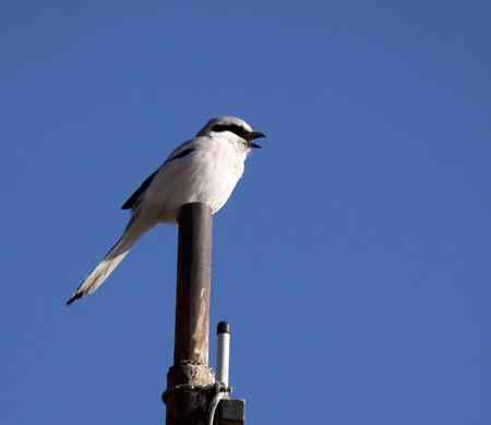 红胁蓝尾鶋【组图】