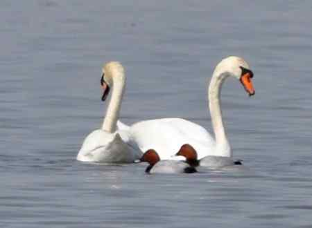 天鹅情侣精彩组图
