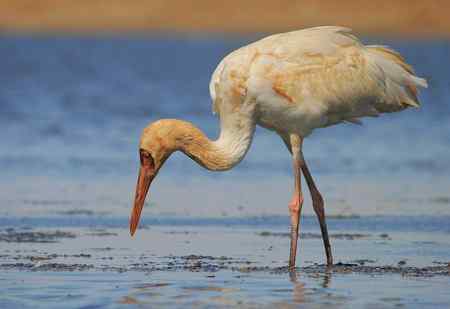羊脂玉般的白鹤（觅食）