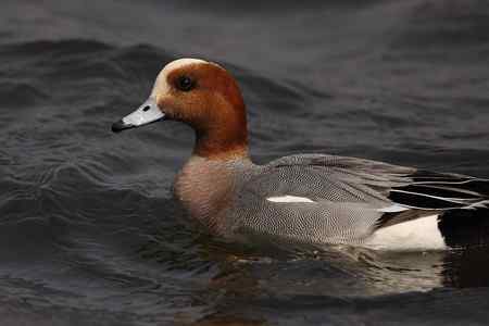 逮着近的赤颈鸭