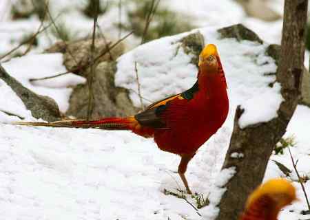 红腹锦鸡报晓贺新春