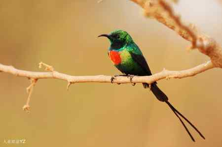 昏昏欲睡的太阳鸟