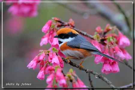 阿里山上的紅頭山雀 阿里山上的紅頭山雀