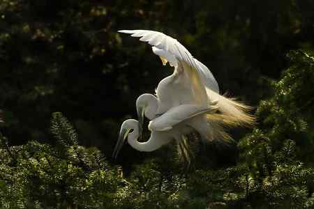 拍不够的象山鹭