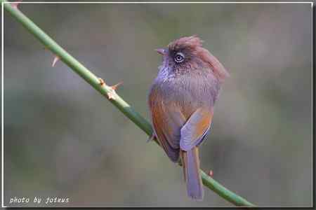 台湾合欢山三千米的驚豔