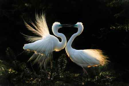 10首拍象山白鹭一组