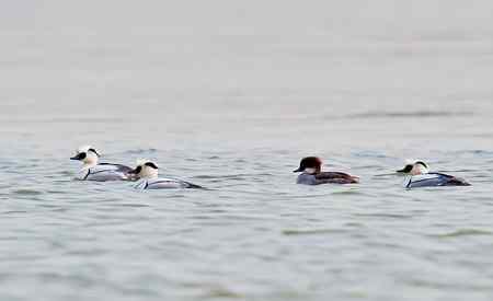 昆明湖中的秋沙鸭