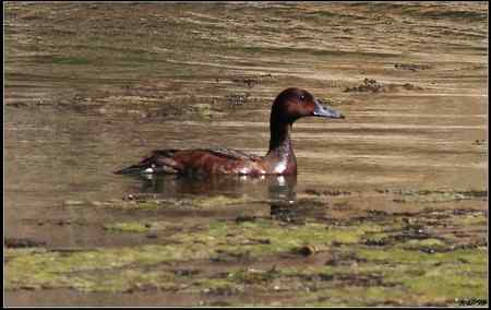 陕西观鸟会铜川观鸟,拍鸟印象 陕西观鸟会铜川观鸟,拍鸟印象