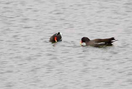 黑水鸡将爱情进行到底
