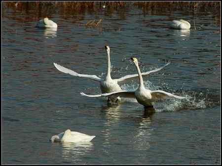 三门峡天鹅   双飞