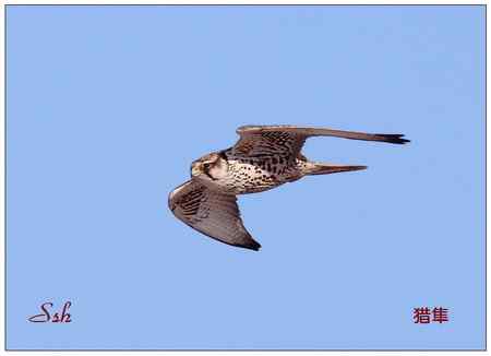 京城猛禽【组图】 京城猛禽【组图】