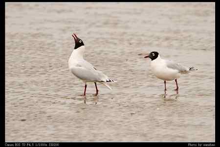 盘锦湿地的水鸟：遗鸥等
