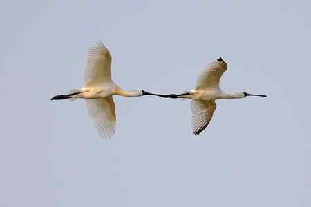 等候黑臉琵鷺出现