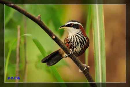 小彎嘴畫眉 小彎嘴畫眉