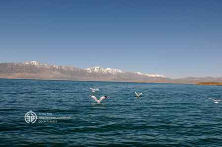 走进西藏观鸟【组图】