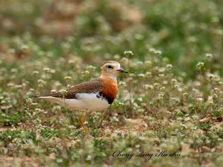 东方鸻 重庆咔嚓作品