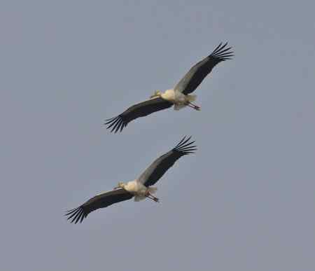 走进鄱阳湖观鸟【组图】