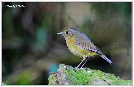 飛羽小品 白眉林鸲