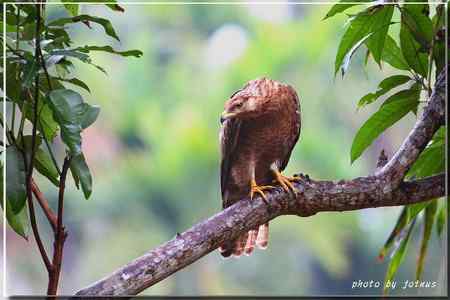 2010雨中的蜂鷹【美图】