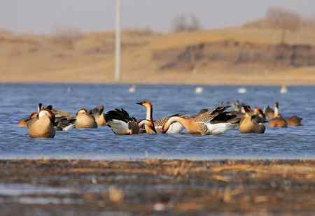 绅士风度的鸿雁 争执觅食地盘
