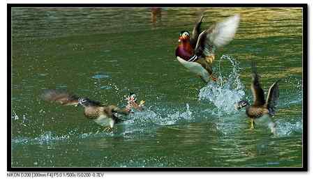 鸳鸯湖  恩爱夫妻版