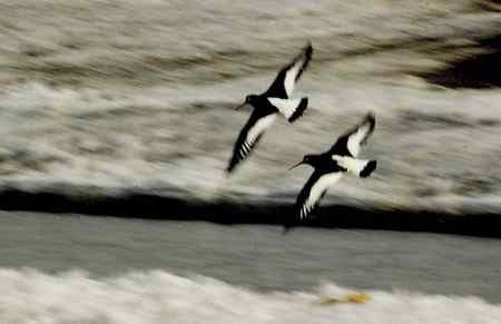 砺鹬 熬过漫长的冬季 砺鹬 熬过漫长的冬季