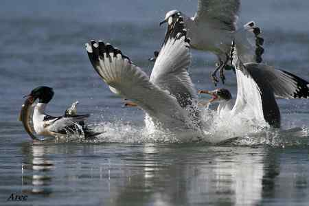 暂别鸟网回新疆 发一组水鸟 暂别鸟网回新疆 发一组水鸟