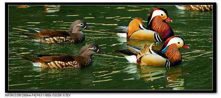 鸳鸯湖__恩爱夫妻版