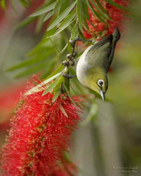 春天: 妳的名字是紅色