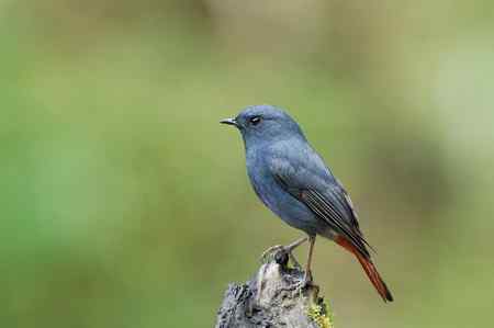 台湾 紅尾水鴝 台湾 紅尾水鴝