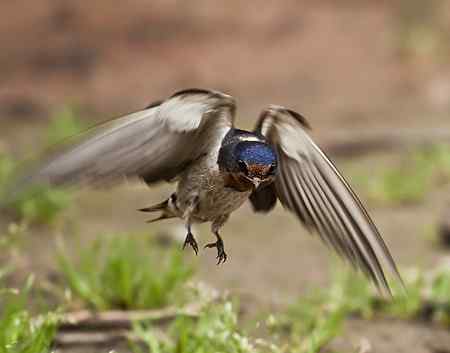 请假去洋县拍摄──请欣赏二只金腰燕