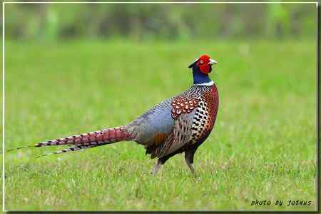 環頸雉【组图】