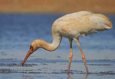 羊脂玉般的白鹤（觅食）