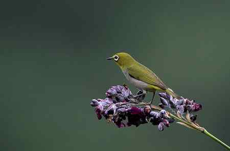 水莲秀眼（花鸟）